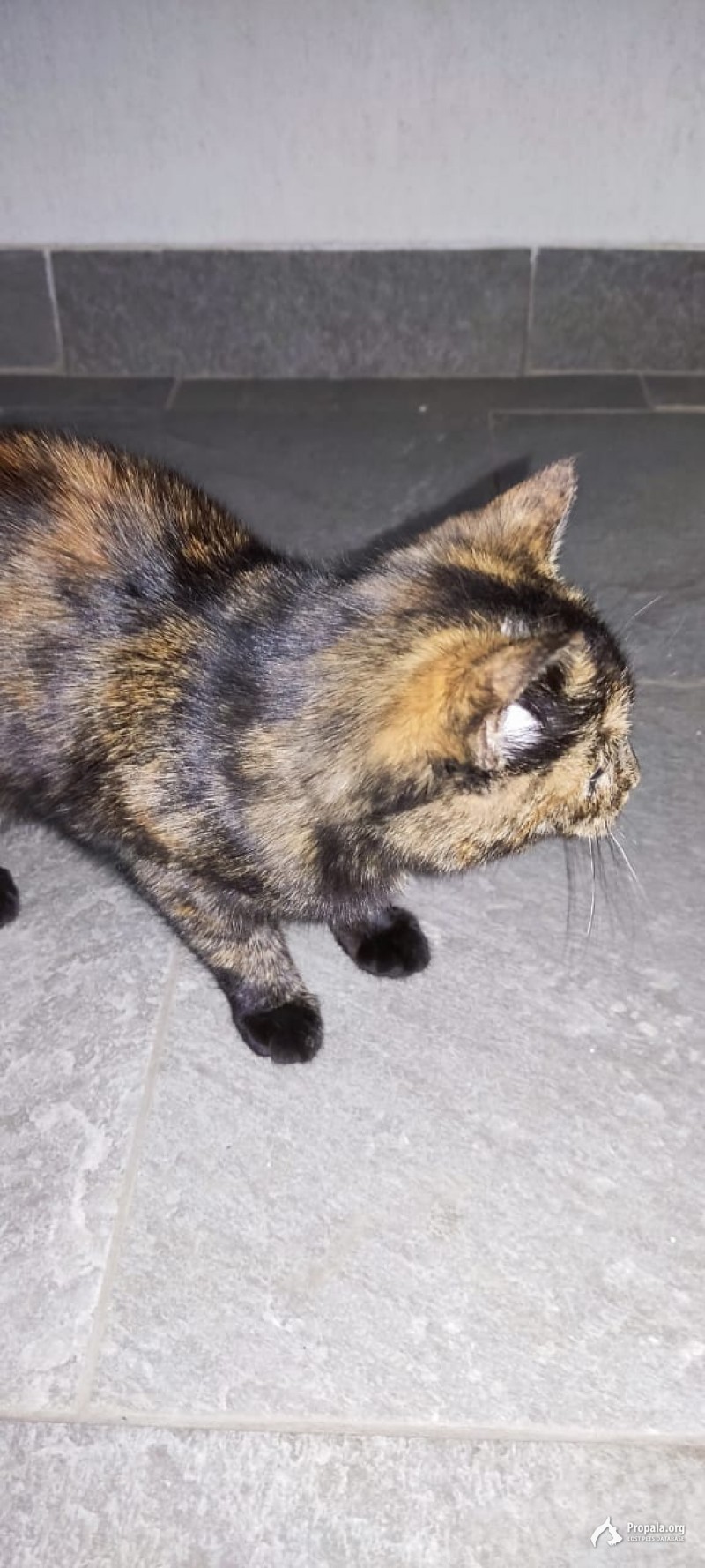 Найдена кошка, черепаховый окрас. Красноярск.