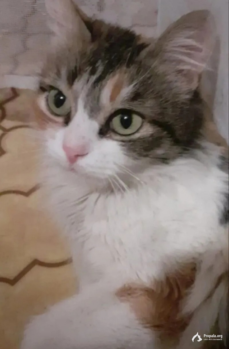 Всеми силами ищу Люсеньку