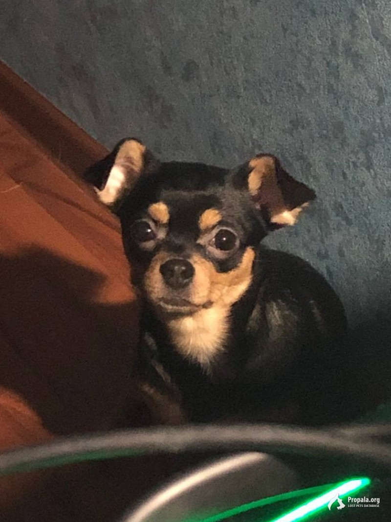 Пропала собака, чихуахуа, Москва