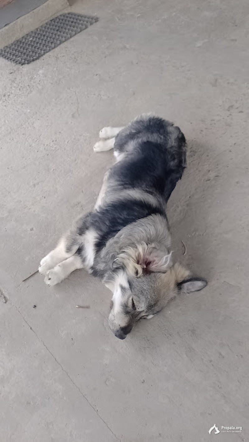 Пожалуйста помогите найти собаку!