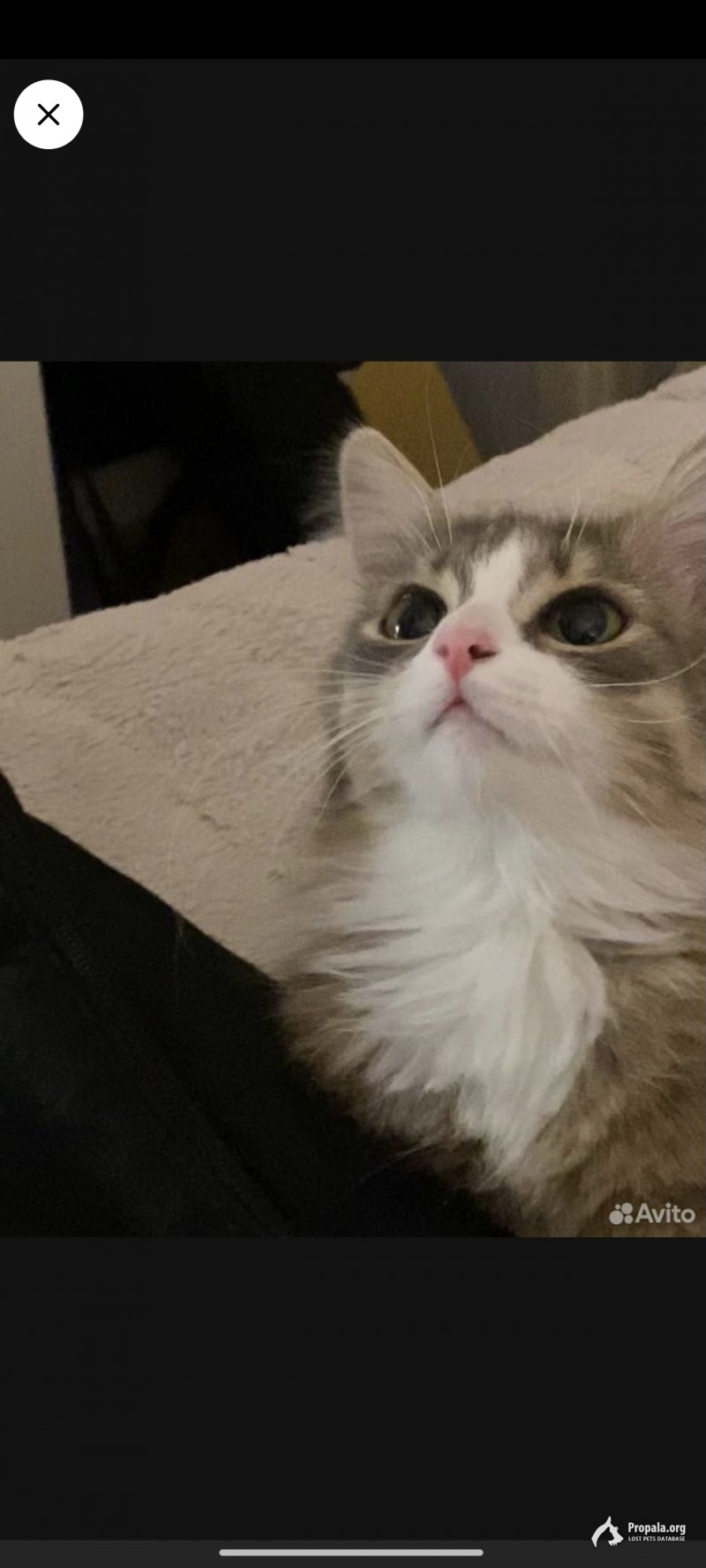 Пропала кошка