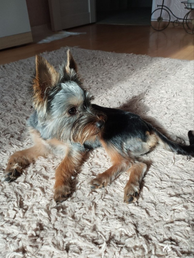 Пропал щенок