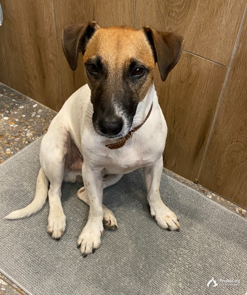 Потерялся Джек Рассел