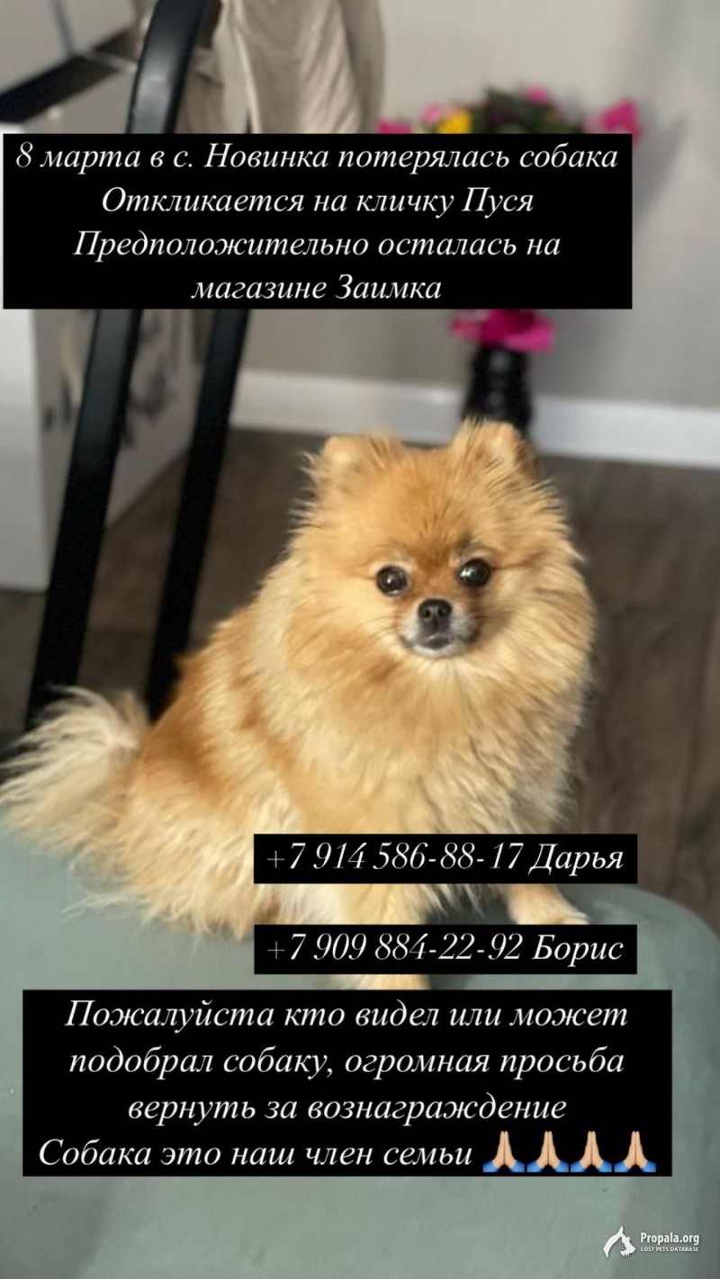Пропал шпиц