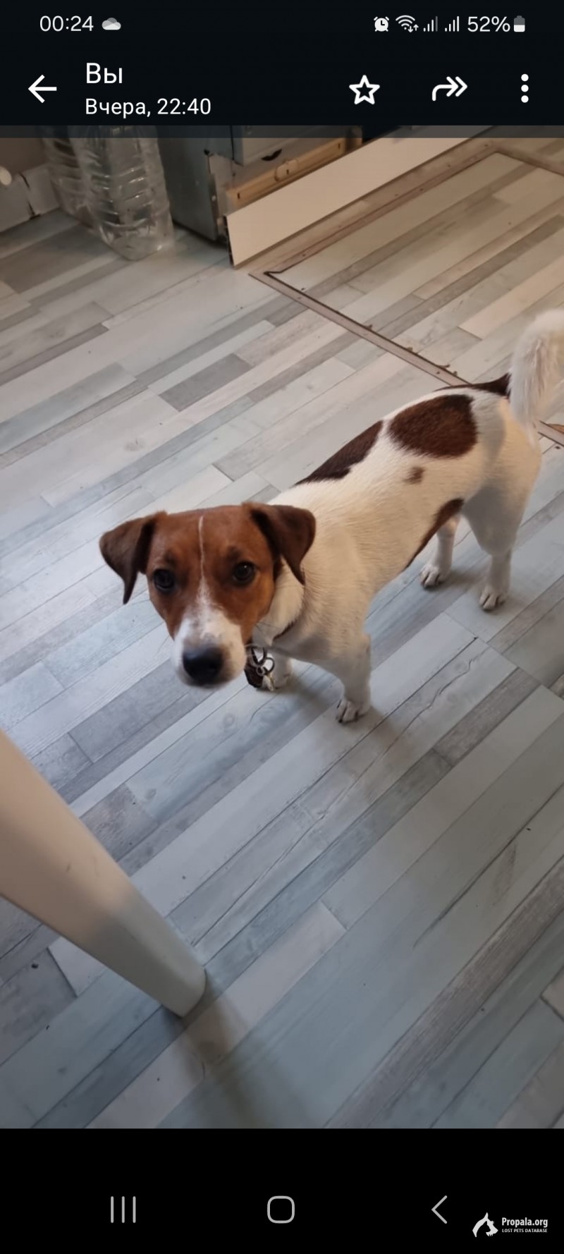 Пропала собака