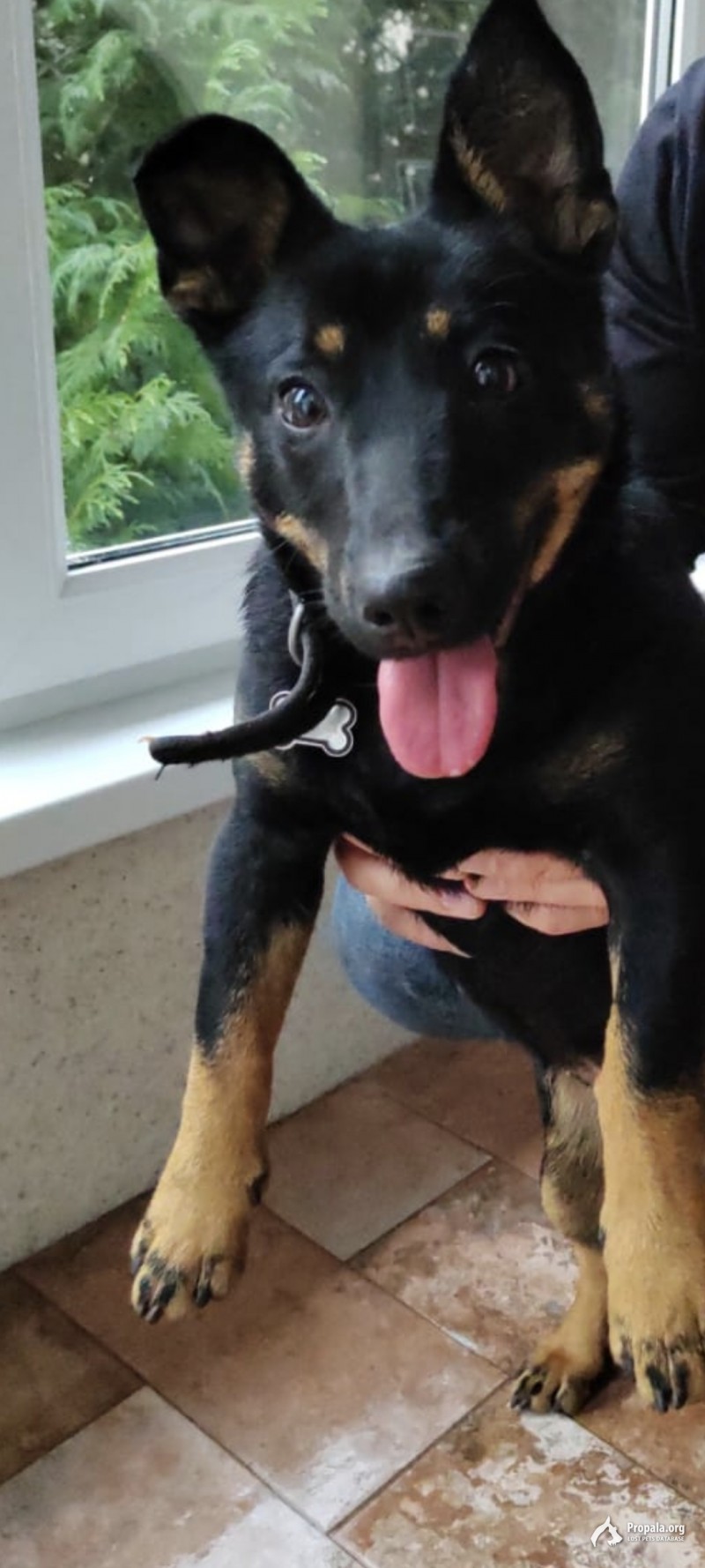 Собака Чара ищет своего хозяина в Сочи