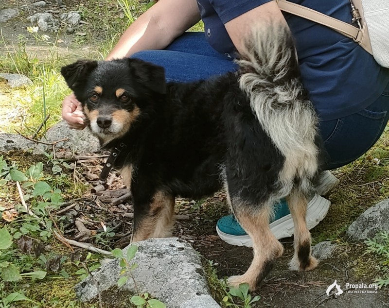 ПРОПАЛА СОБАКА | ИРКУТСК