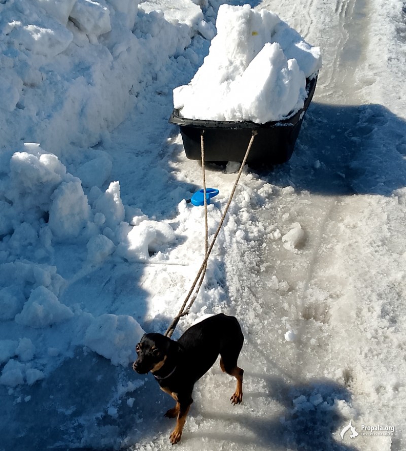 Пропала собака