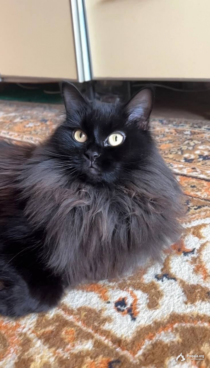 ПОТЕРЯЛАСЬ КОШКА!