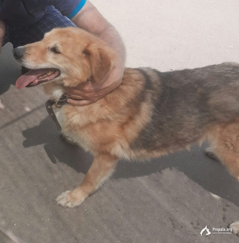 Пропала собака