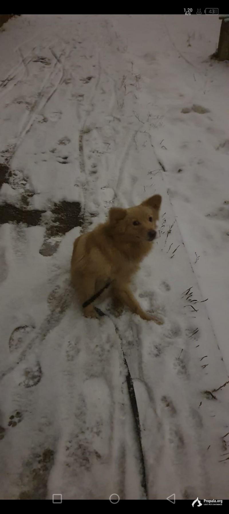 заметили собаку