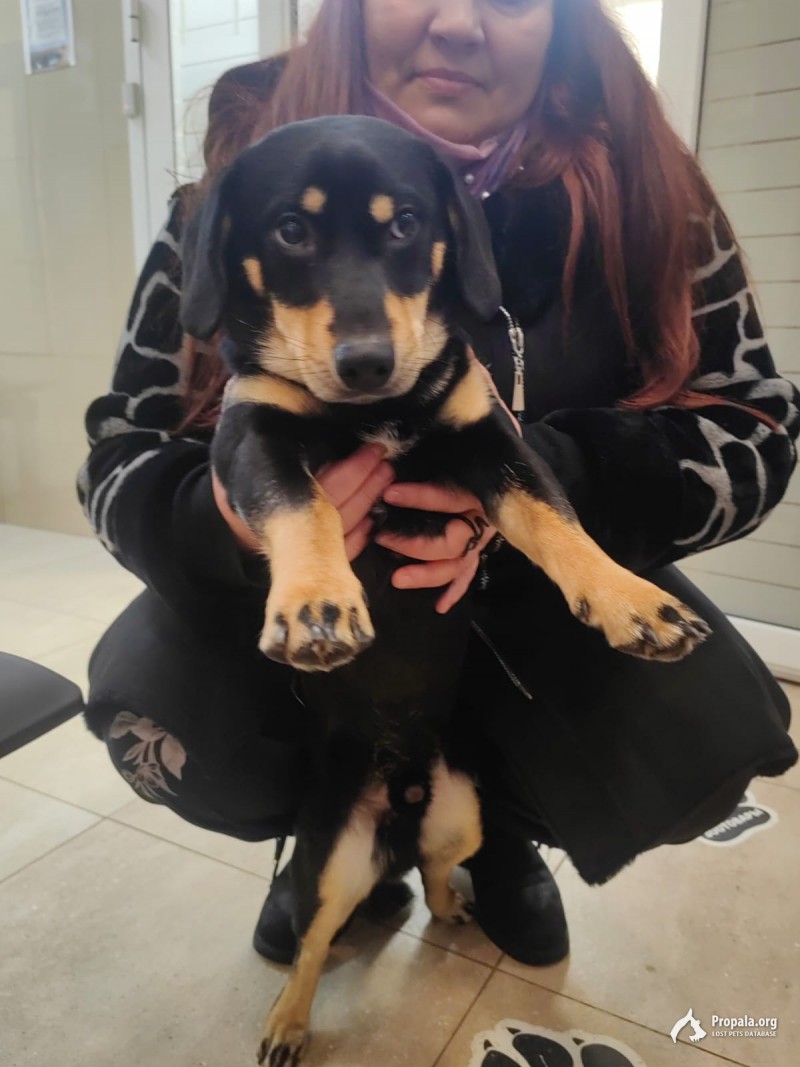 Найдена собака, молодой кобель