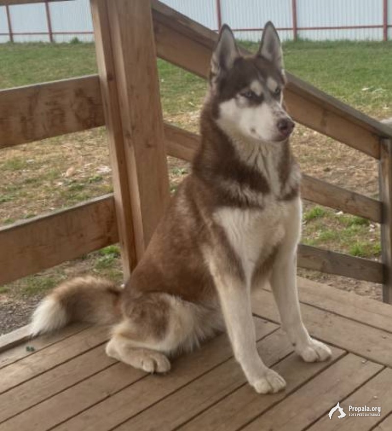 Пропала собака МО Дмитровский район, Давыдково