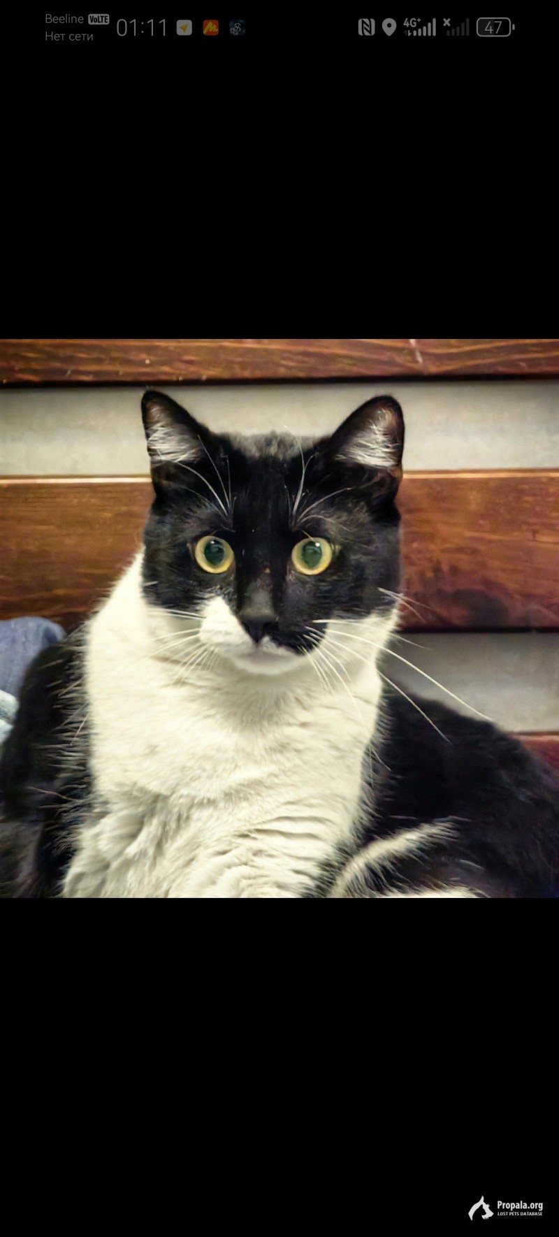 Разыскивается кот Веня