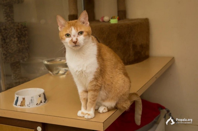 Домисоль молодая, с красивыми печальными глазами