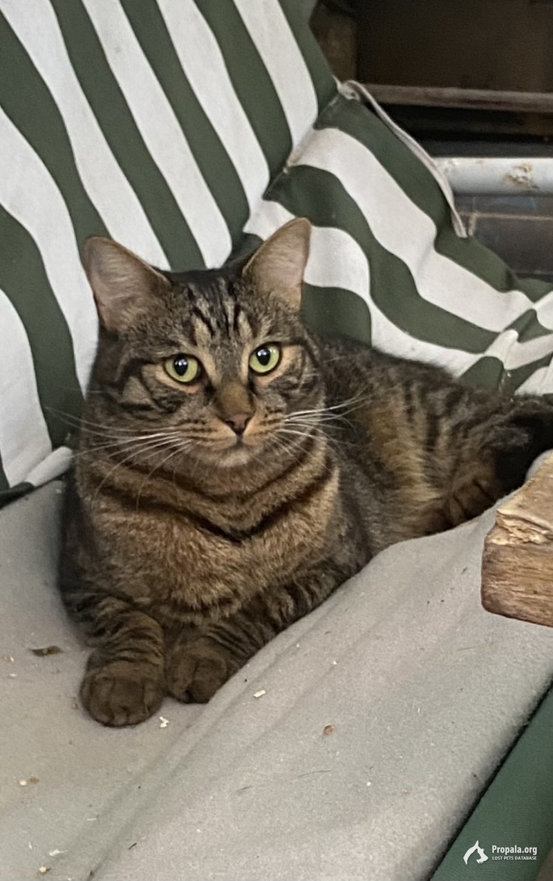 Пропал кот по кличке Япа