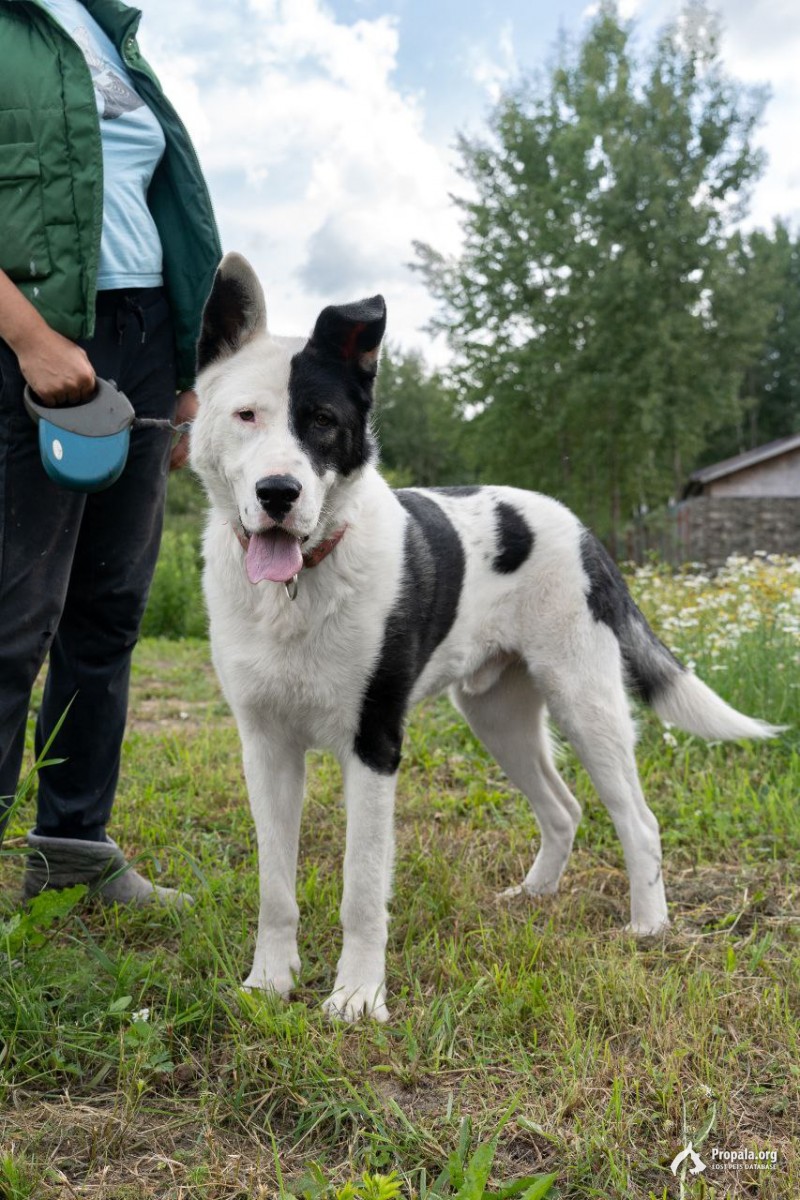 Малыш ищет свой дом
