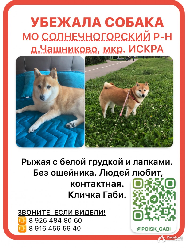 Пропала собака