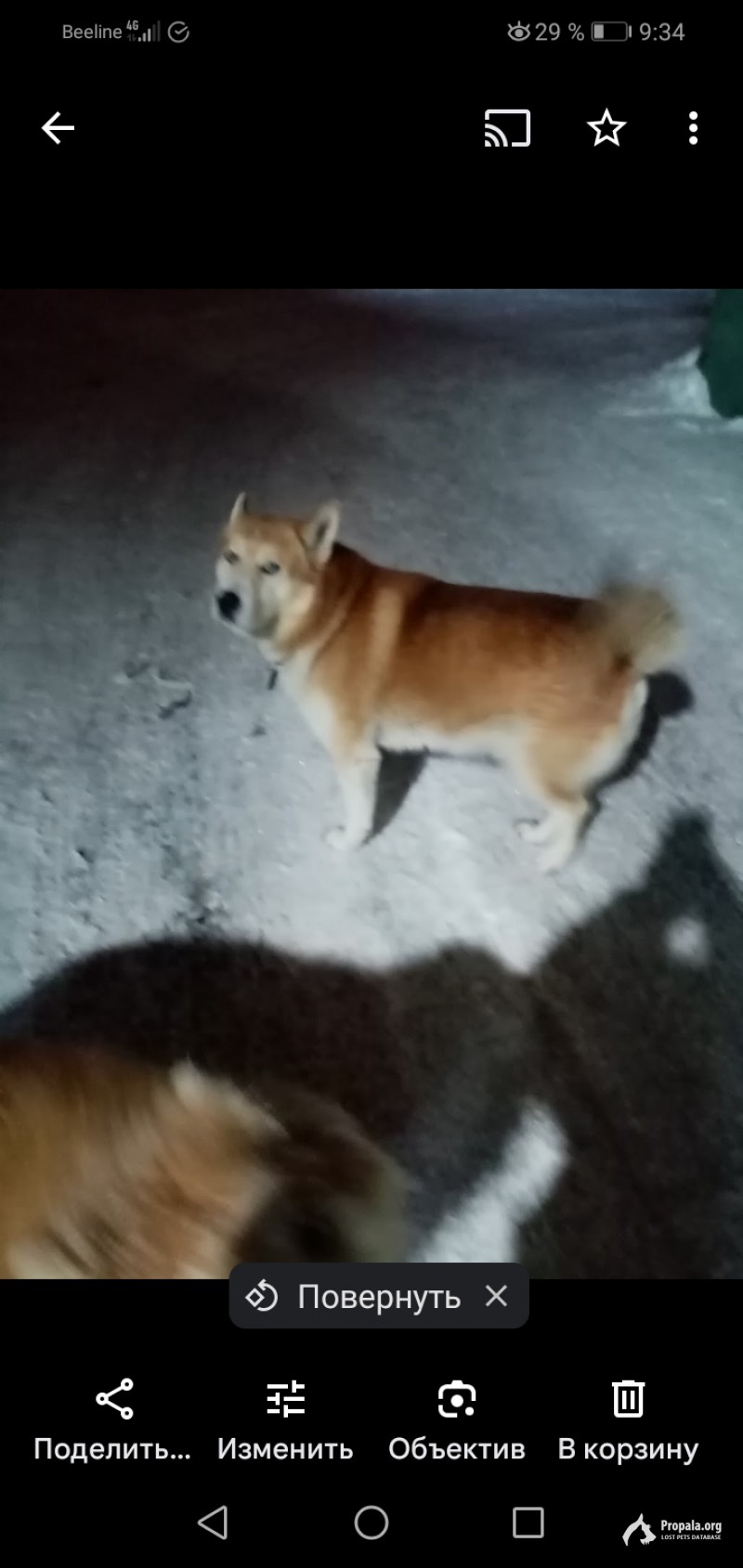 Убежал из гаражной стоянки Неманский 18с3 стоянка 109