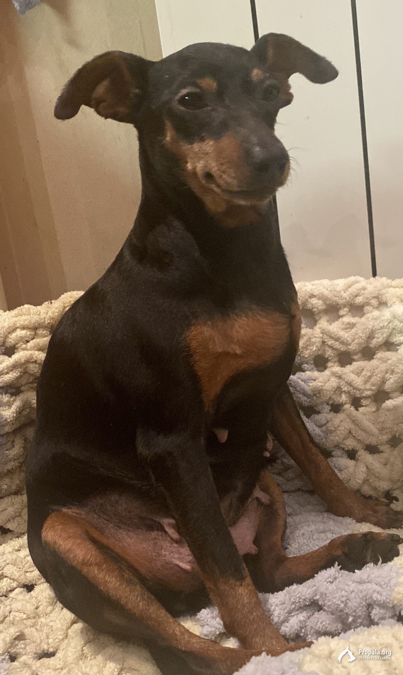 Пропала собака !!! Цвергпинчер