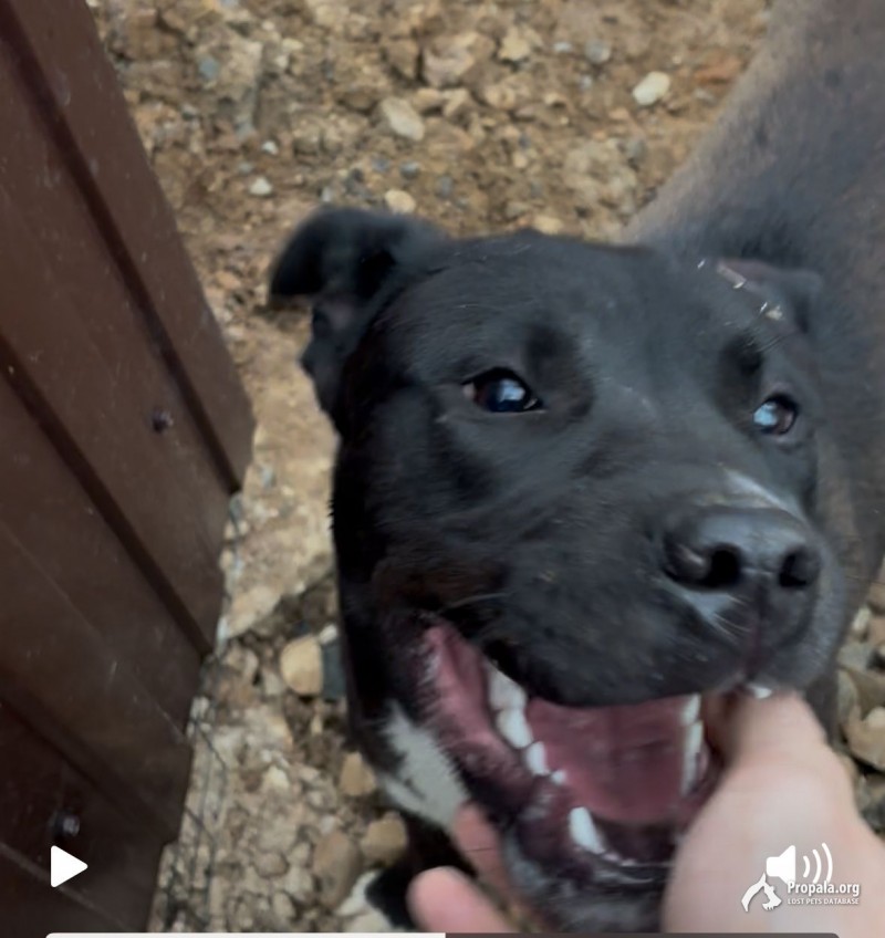 В д. Свитино (рядом Селятино и Апрелевкой) найден пес