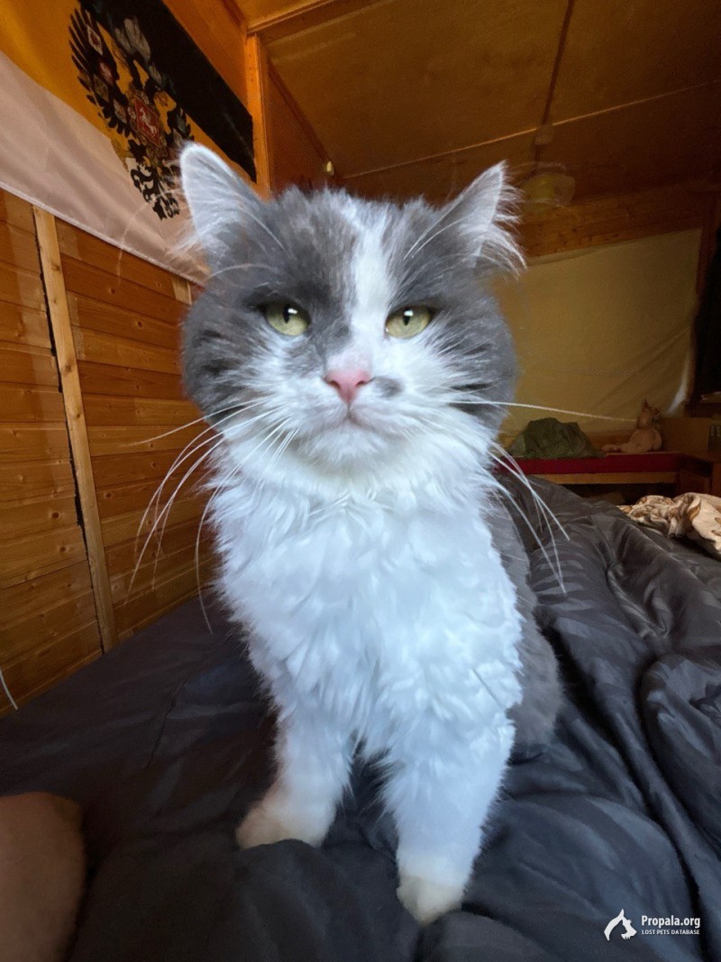 Пропала кошка