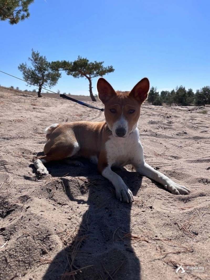 Пропала собака (Басенджи)