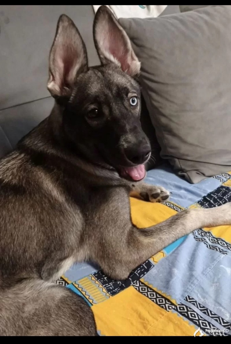 Метис щенок девочка