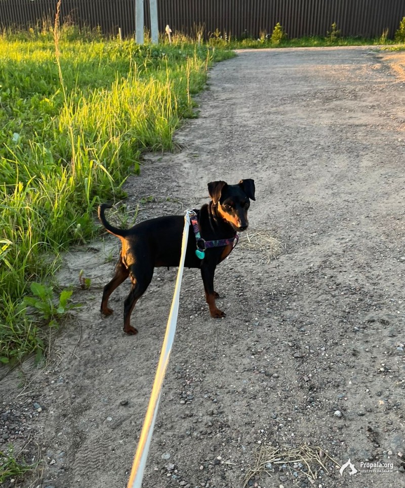 Убежала собака