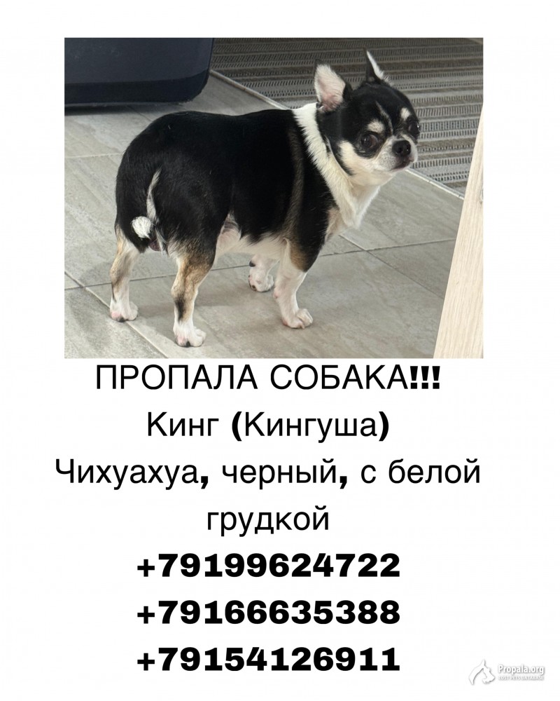 Пропала собака чихуахуа!!!