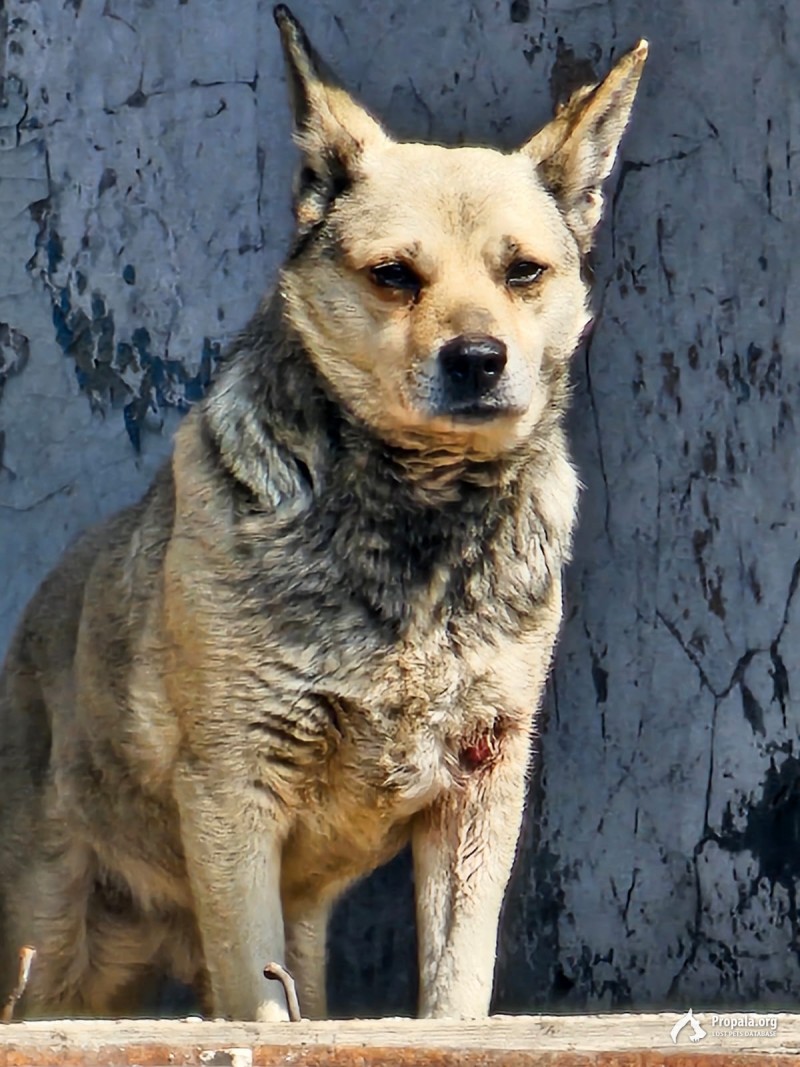 Потерялась собака