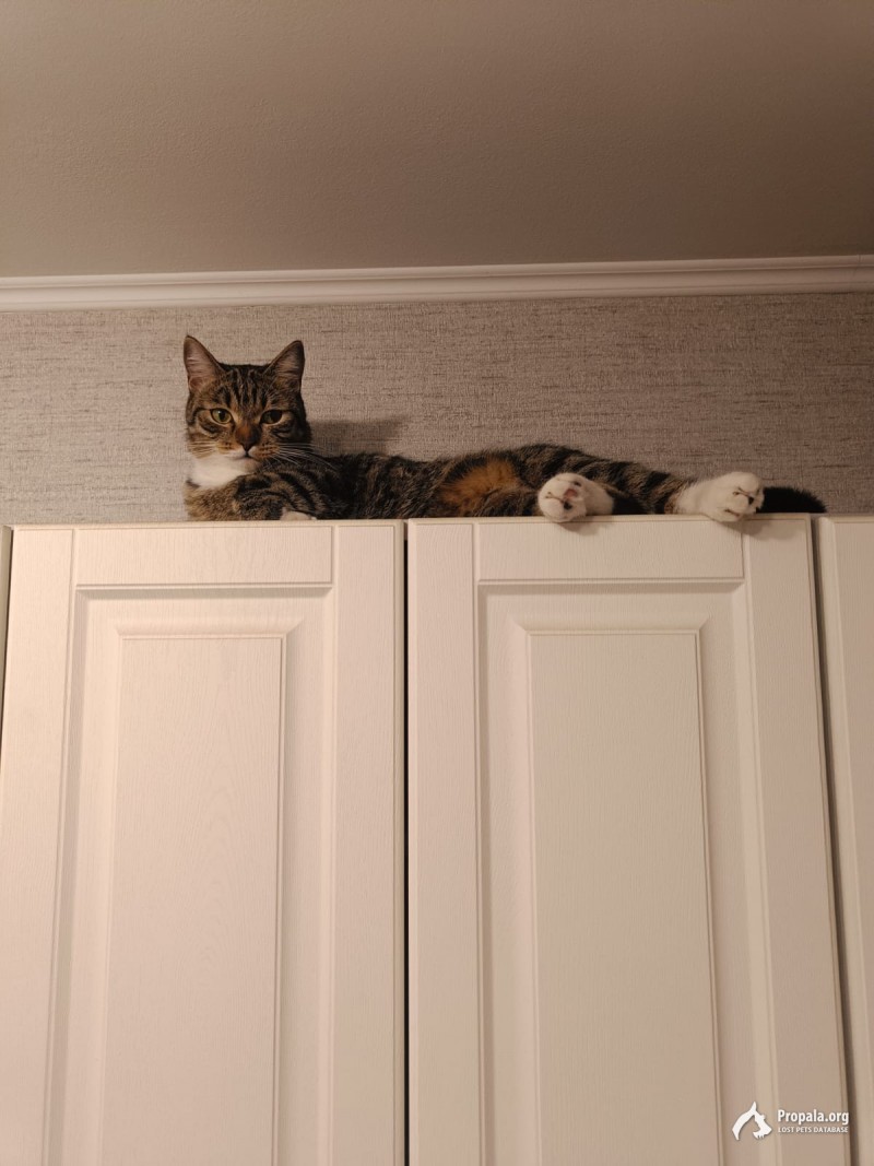 Пропал кот Барсик.