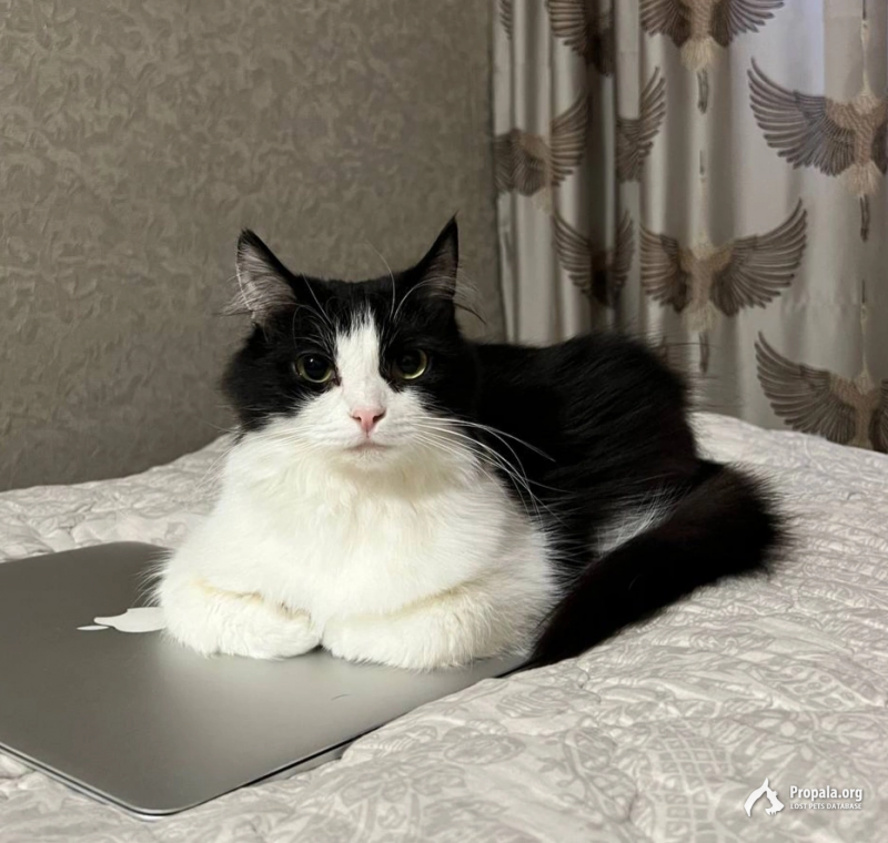 Потерялась кошка