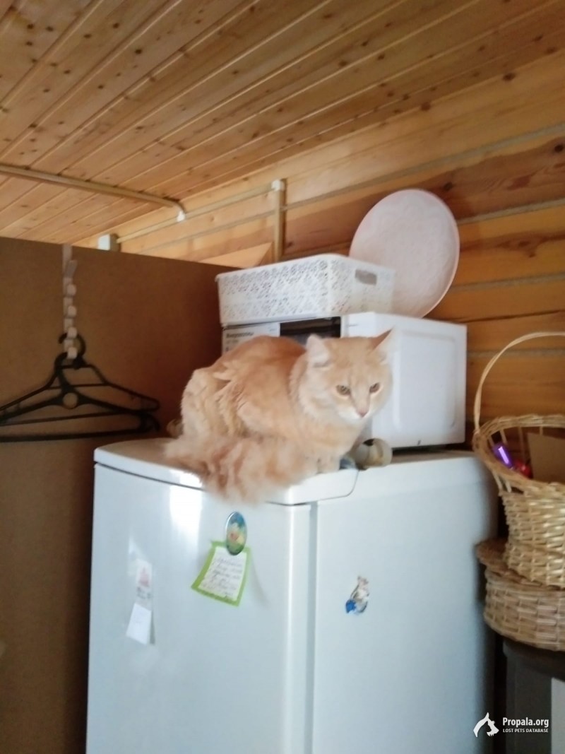 Пропал кот