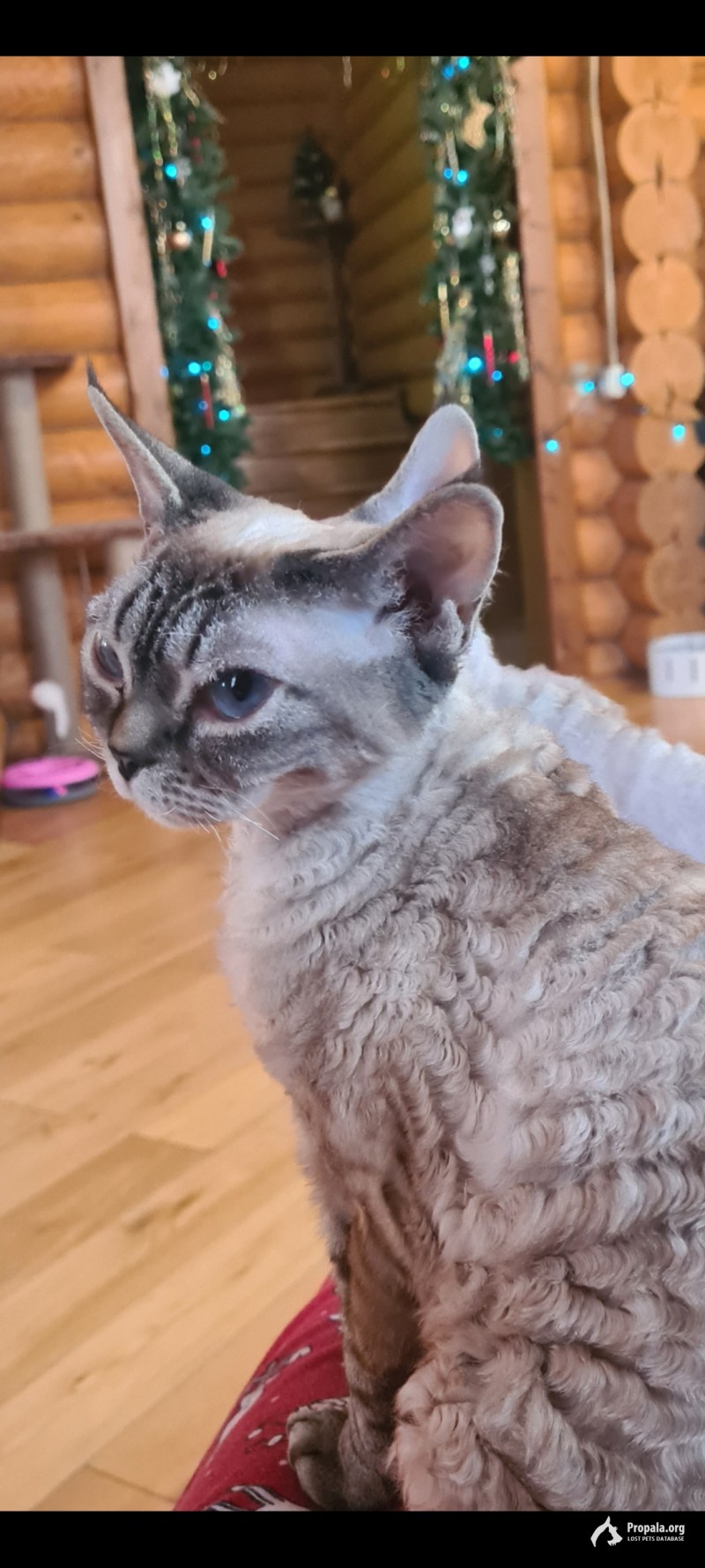 Потерялась кошка