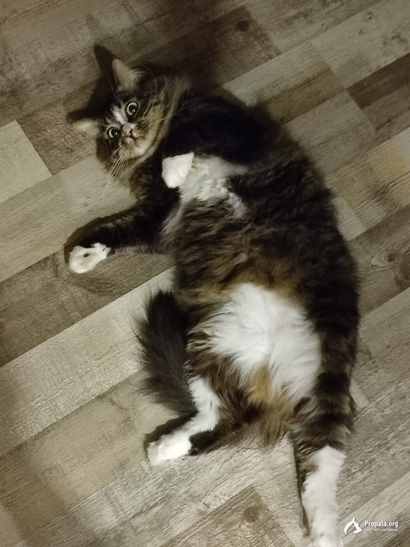 Пропал кот в Теплом стане