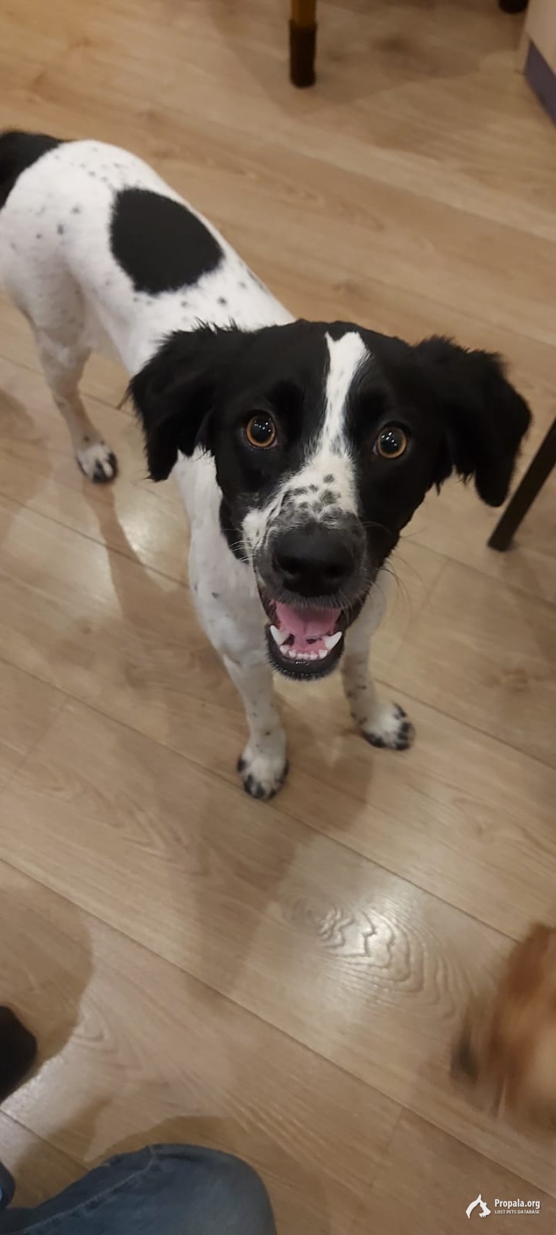 Отдам в хорошие руки