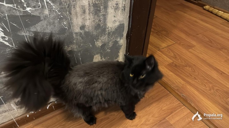 Пропал кот ПУШТУН