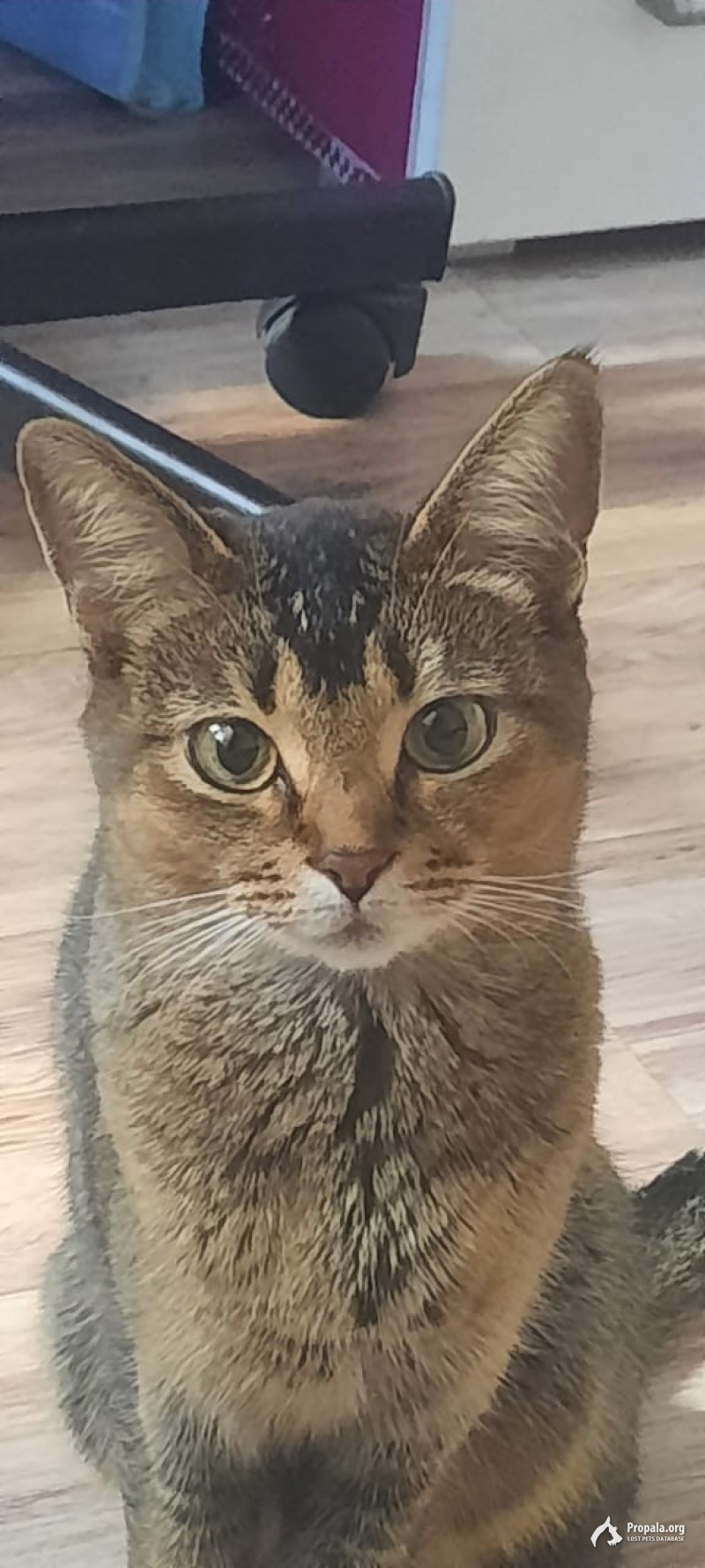 Пропала кошка