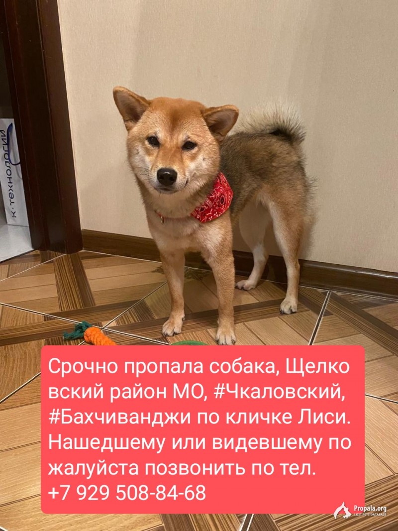 Пропала собака