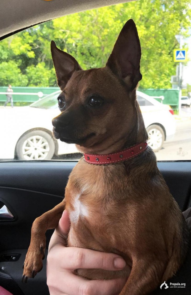 Пропала собака Чихуахуа