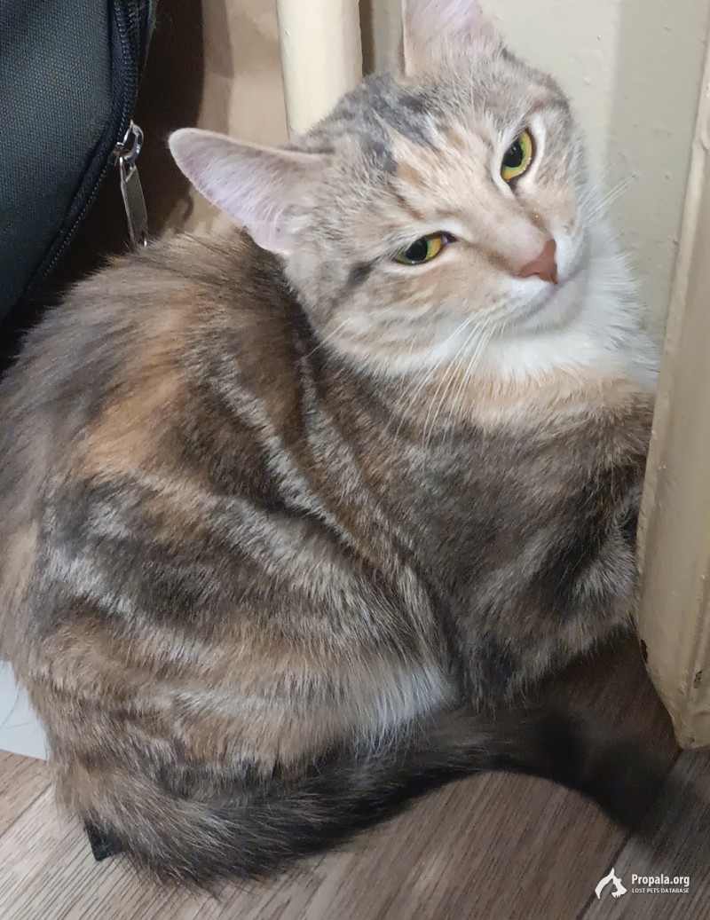 Потерялась кошка Буся, помогите пожайлуста мне ее найти