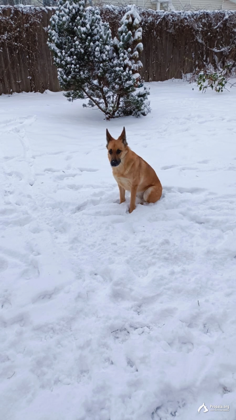 Пропала собака 22.07.2024 Одинцовский район