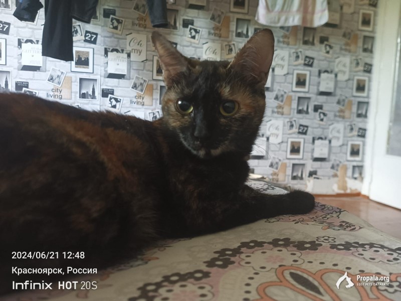 Пропала кошка, чёрно-рыжая, черепаховый окрас.