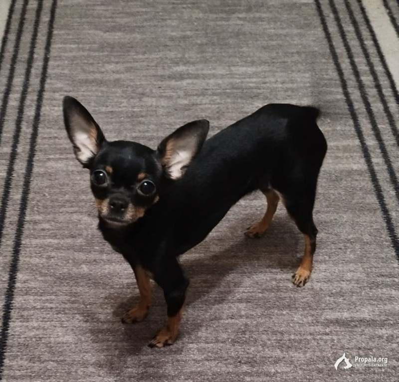 Пропала собака 09.08.2024 15:00 - 18:00