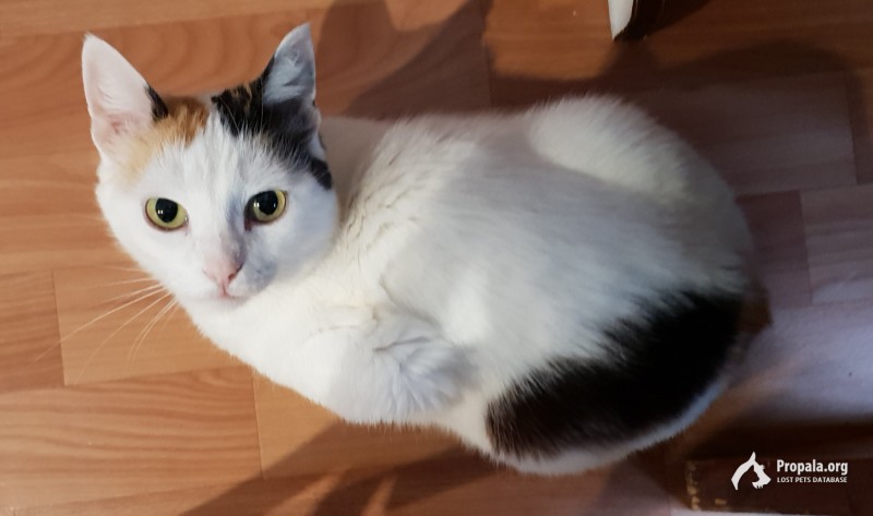 с. Зольное, Пропала кошка