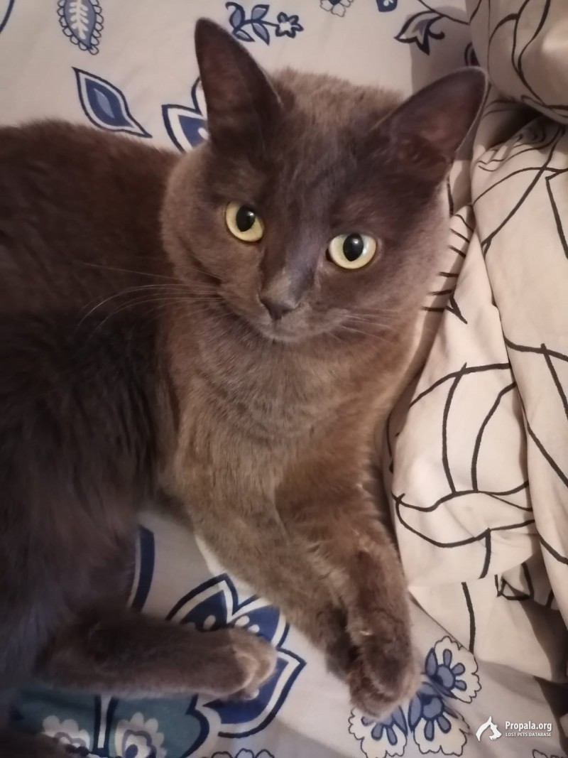 Пропала кошка