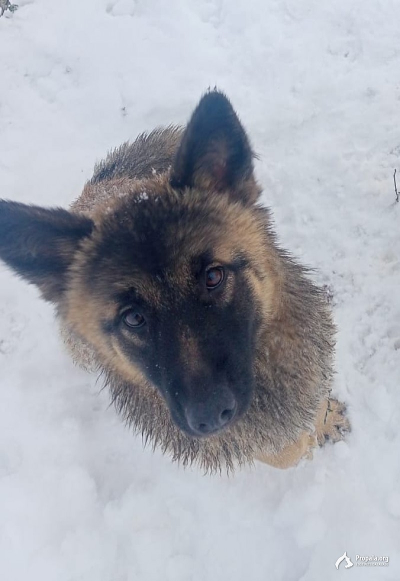 Пропала собака