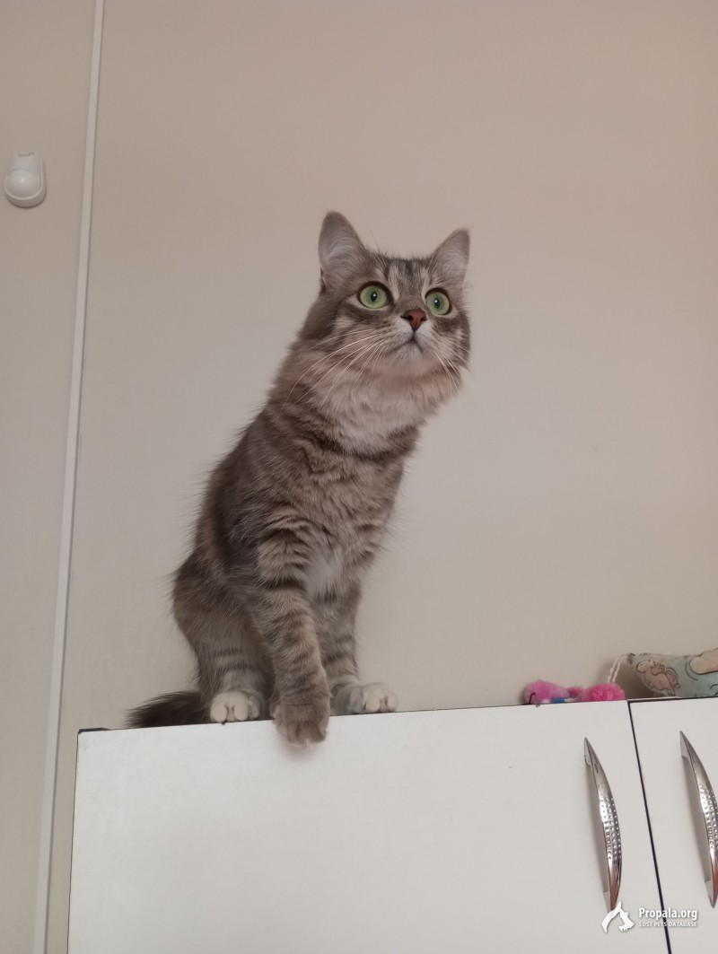 Пропала кошка