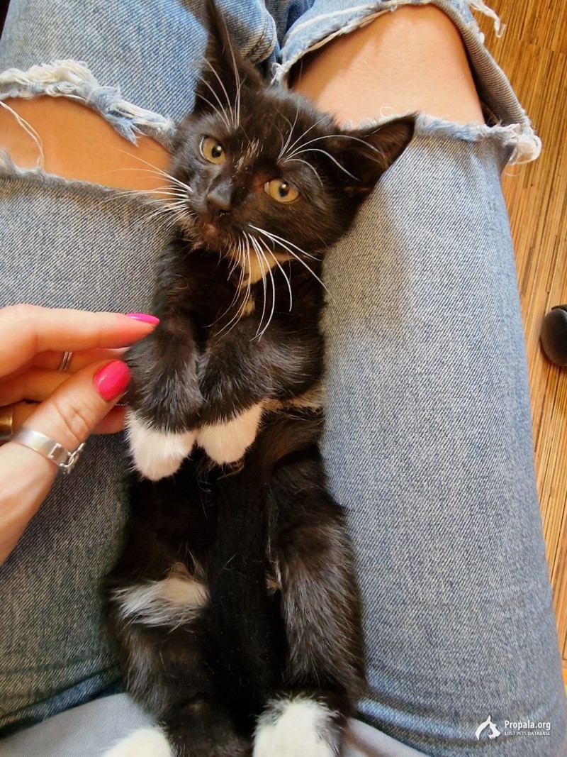 Котенок Атос